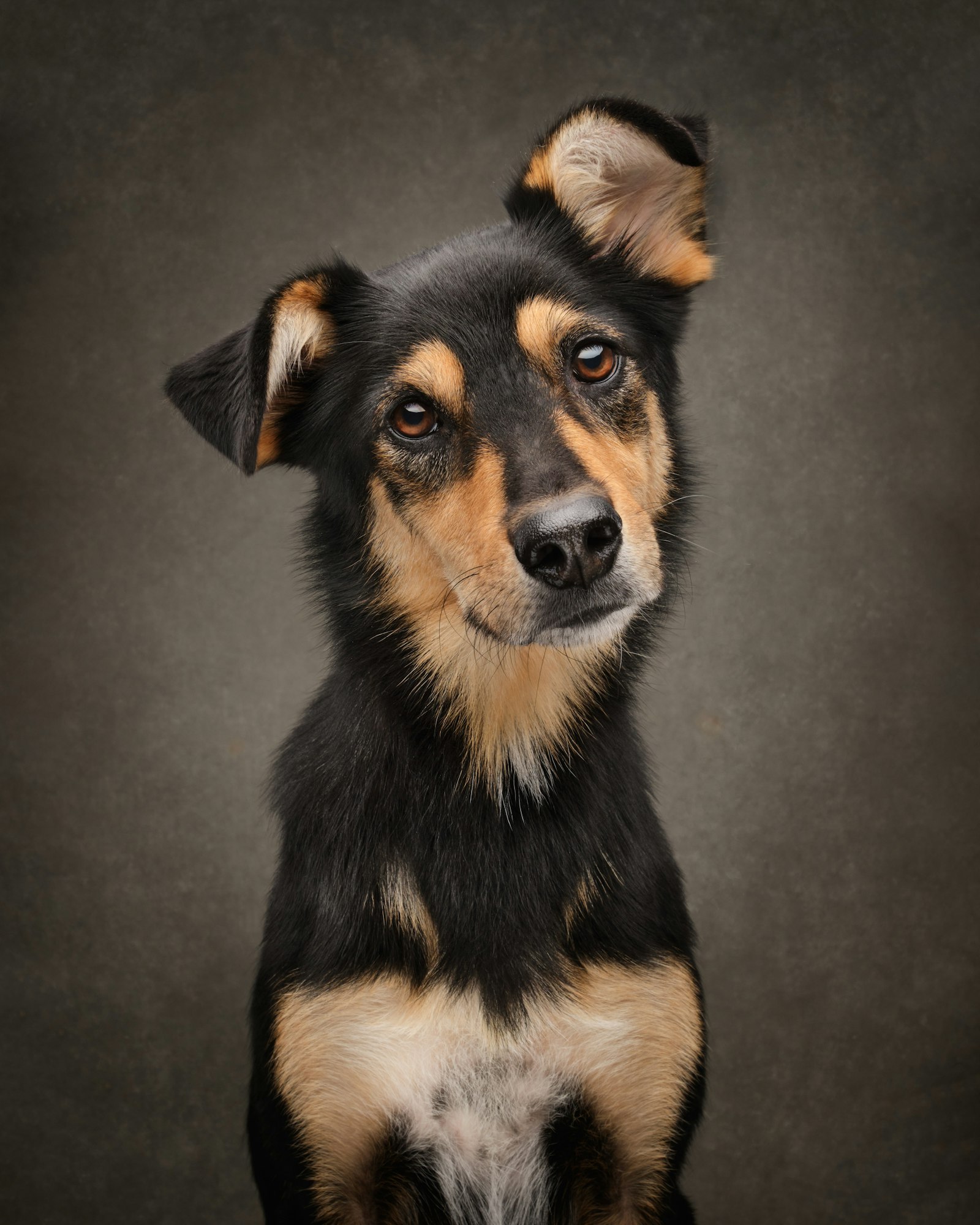Sample listing photo of a dog representing Canela, a fictional demo profile