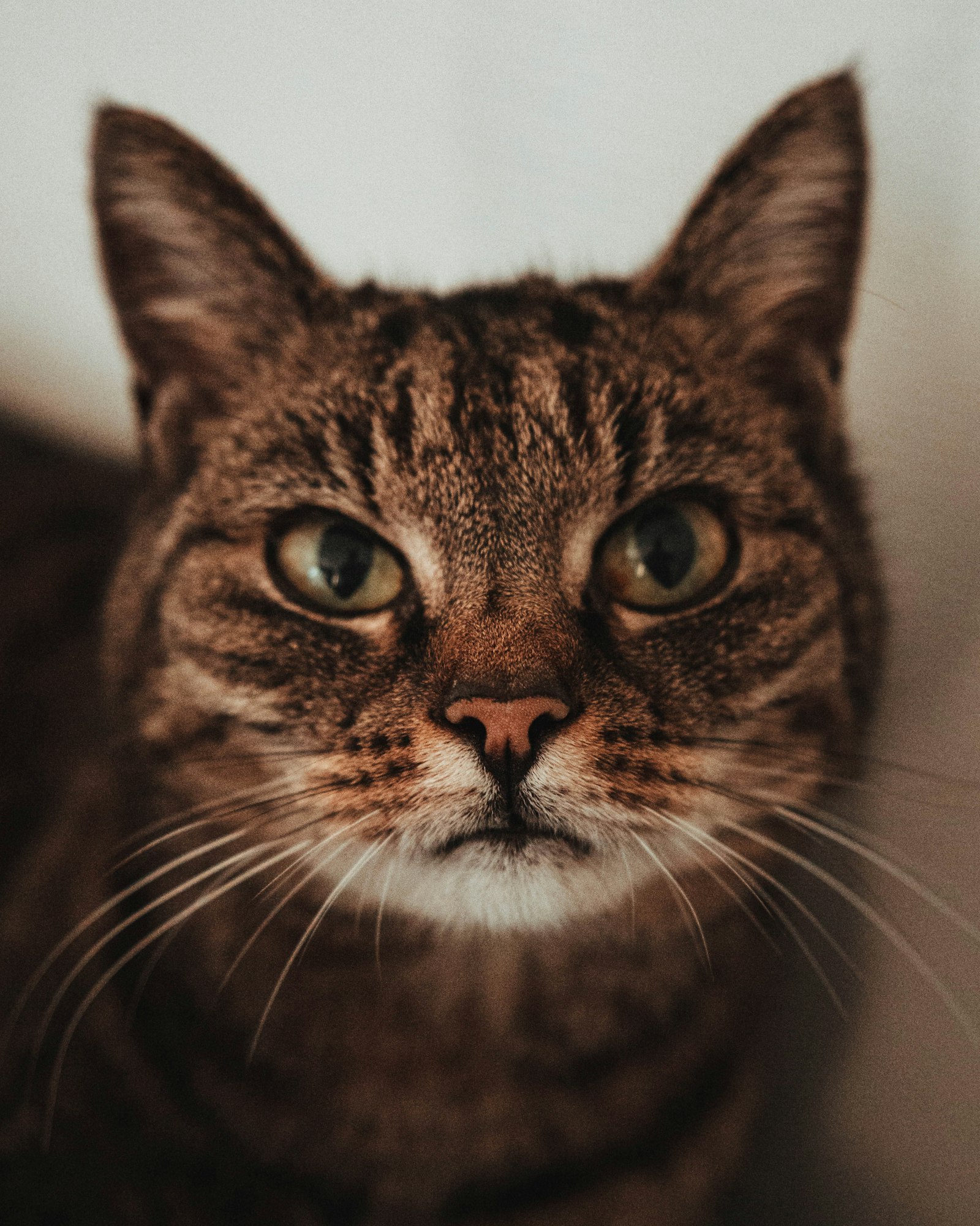 Sample listing photo of a cat representing Mango, a fictional demo profile