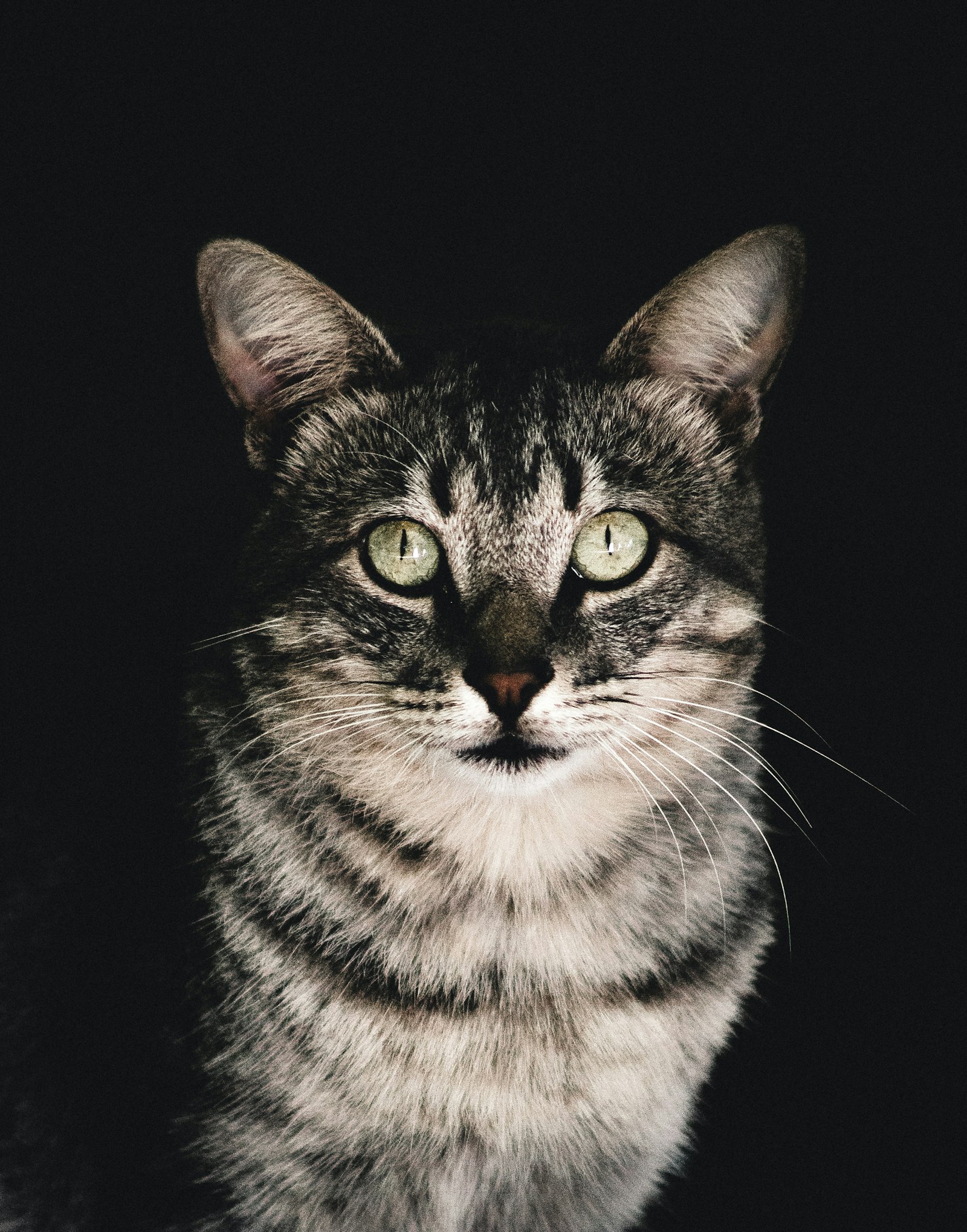 Sample listing photo of a cat representing Nube, a fictional demo profile