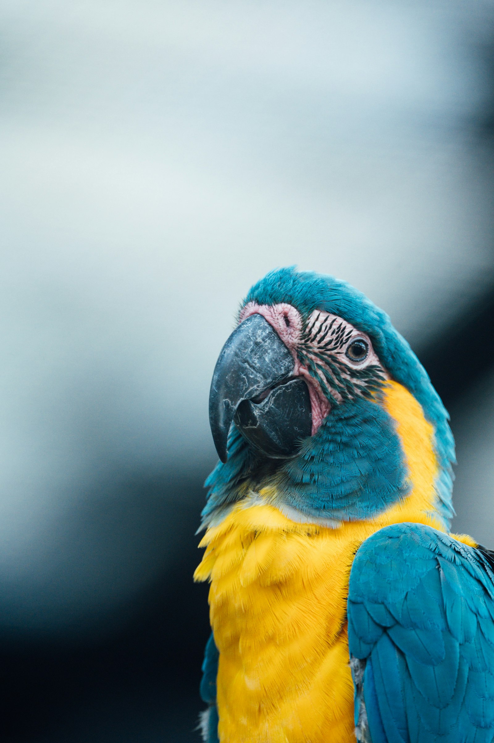 Sample listing photo of a parrot representing Paco, a fictional demo profile