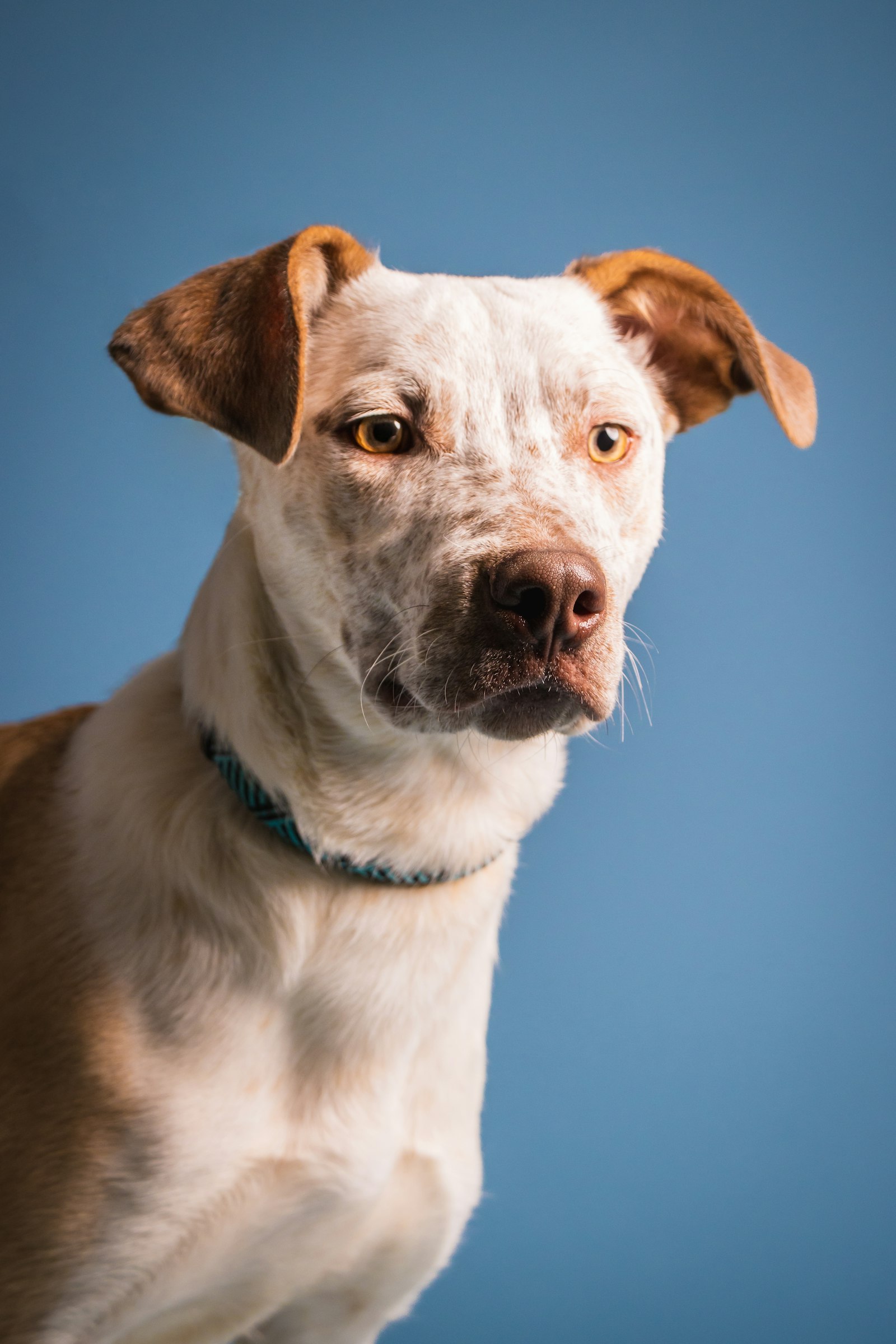 Sample listing photo of a dog representing Sol, a fictional demo profile